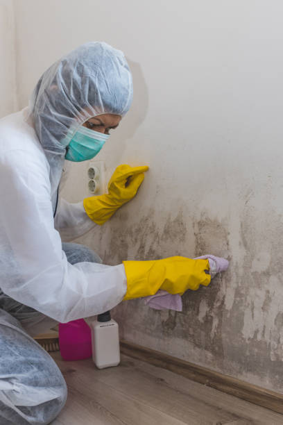 Reliable Culpeper, VA Mold Removal Solutions